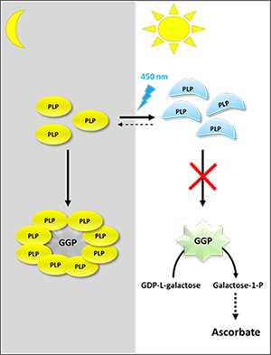 Modèle schématique décrivant l'activation de la synthèse d'ascorbate par la lumière bleue